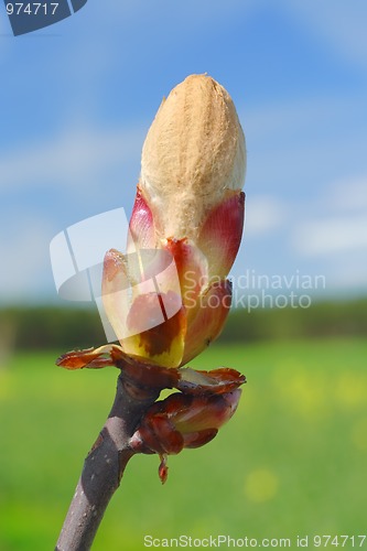 Image of Horse-chestnut's spring bud (Aesculus hippocastanum)