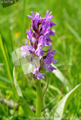 Image of Small wild orchid