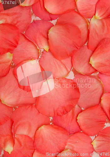 Image of Petal of the roses