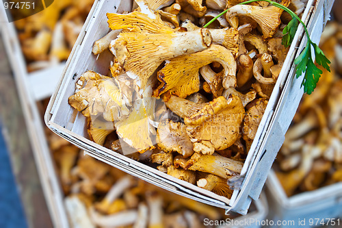 Image of Market Mushrooms