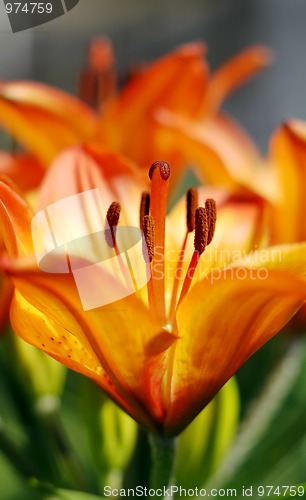 Image of Lilium flower