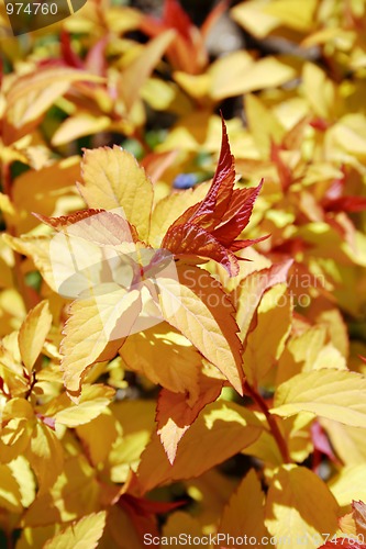 Image of Yellow and red leaves