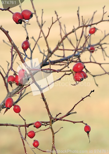 Image of Dog Rose fruits