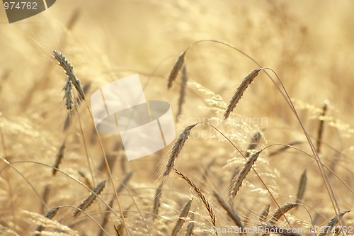 Image of Wheat field