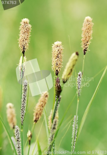 Image of Sedges inflorescences