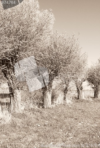 Image of Willows in a row