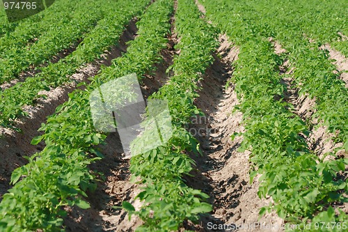 Image of Potato plantation