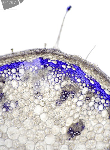 Image of Sundew flower stem cross section