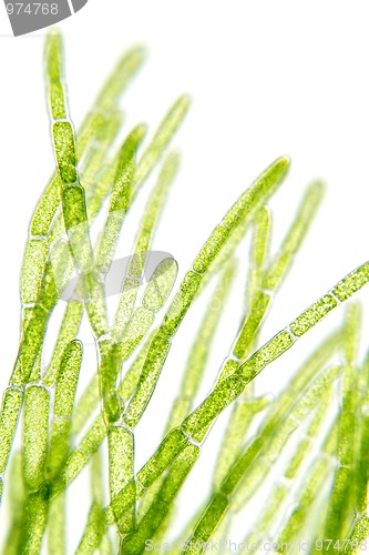 Image of Algae under microscopic view
