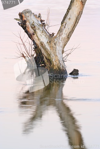 Image of Dead tree standing in water