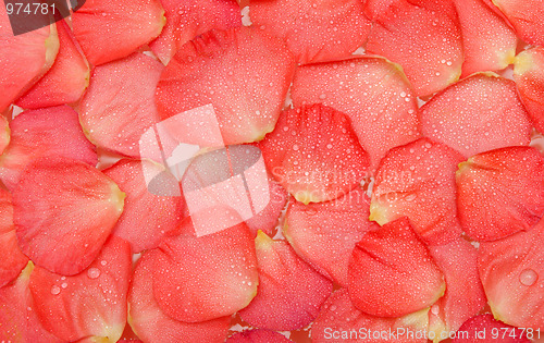 Image of Dripped water on petal of the roses