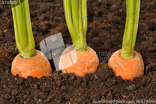 Image of Carrots