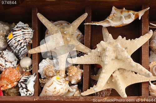 Image of Shells and Starfish