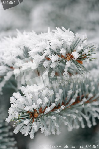 Image of Frozen Fir needles