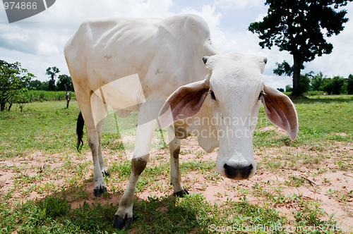 Image of White cow staring at you