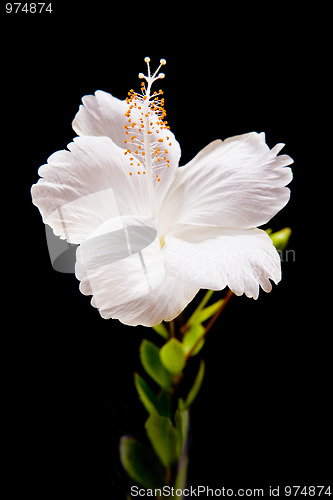 Image of  white Hibiscus on black background 