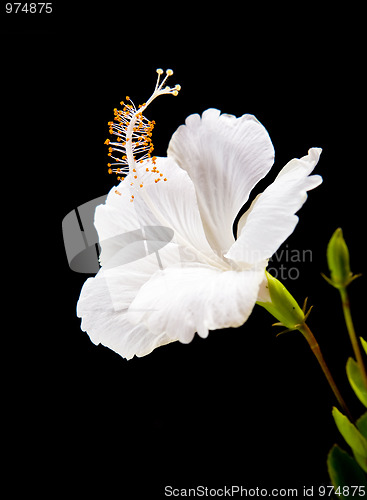 Image of  white Hibiscus on black background 