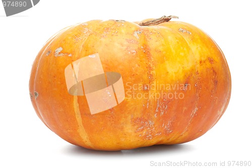 Image of Orange pumpkin 