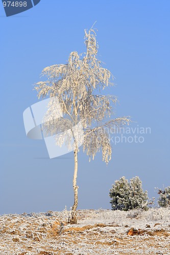 Image of Lonely birch in winter