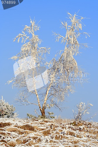 Image of Forked lonely birch in winter