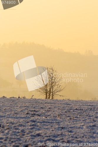 Image of Hazy winter morning