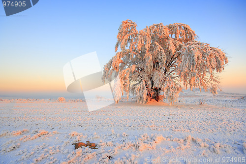 Image of Frosted tree