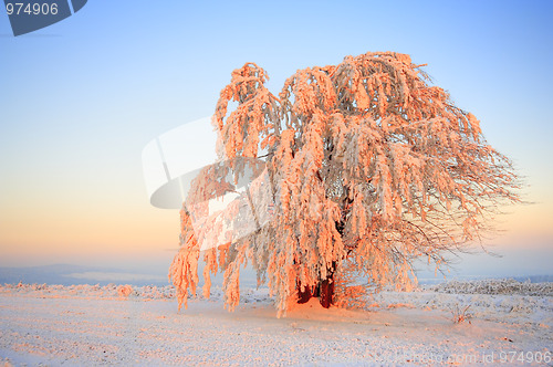 Image of Frosted tree