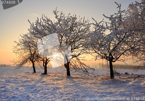 Image of Winter trees