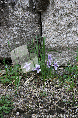 Image of Flowers growing beside a wall