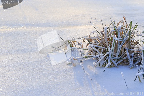 Image of Frozen grass on snow