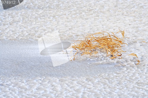 Image of Grass on coarse ice surface