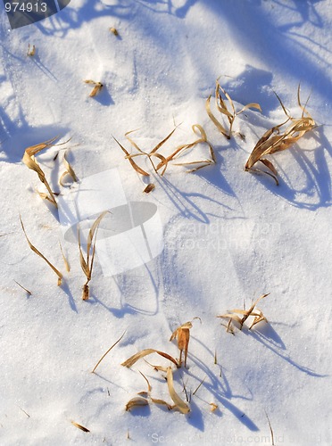 Image of Grasses on snow