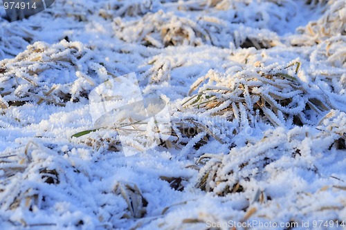 Image of Frozen meadow detail