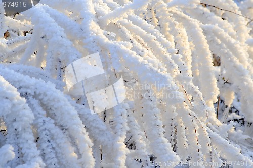 Image of Frosted tree branches
