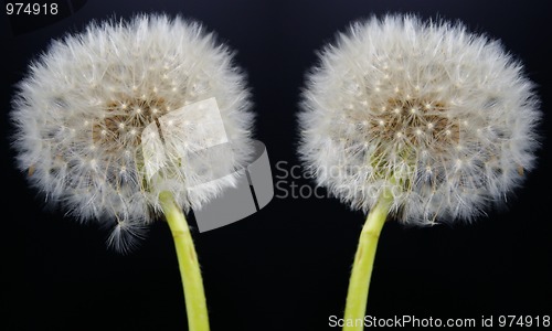Image of dandilion