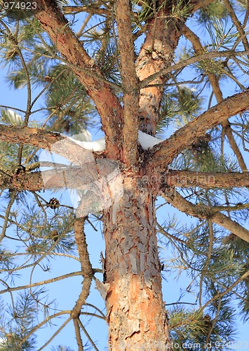 Image of Scots Pine