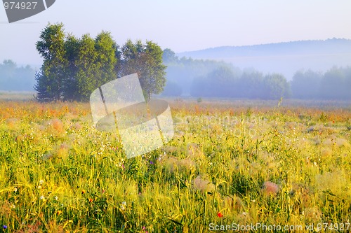 Image of Hazy morning