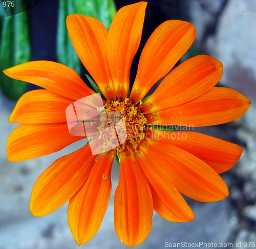 Image of Gebra flower