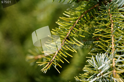 Image of Spruce tree closeup