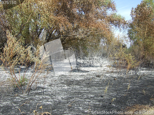 Image of burnt forest