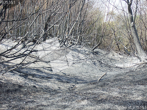 Image of burnt forest