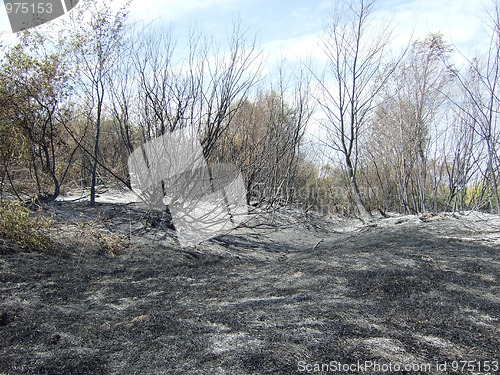 Image of burnt forest