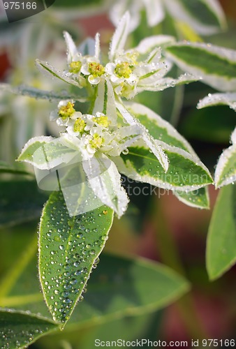 Image of Close-up of blooming Euphorbia marginata