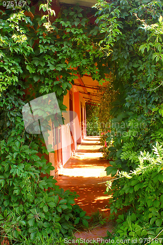 Image of Entrance, overgrown lianes