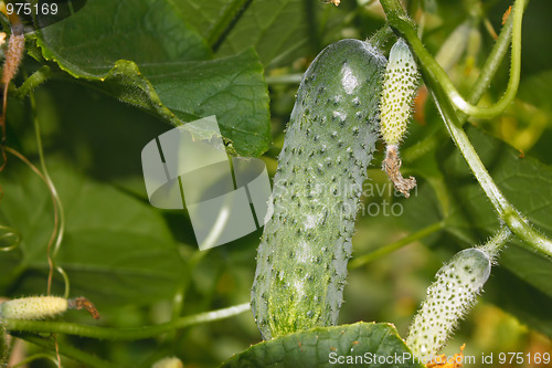 Image of Cucumbers grow in greenhouses