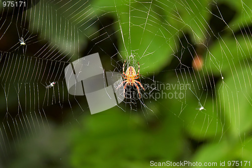 Image of Big spider on hunt for insects