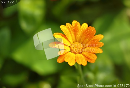 Image of Pot Marigold flower