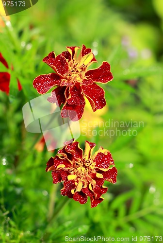 Image of Two Tagetes flowers