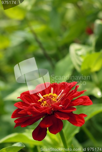 Image of Tagetes flower