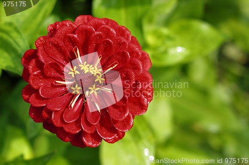 Image of Tagetes flower